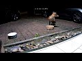 Urban foxes: Fox, cat and patience. Violence avoided.
