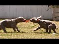 The Most Adorable Animal Moments You Need To See | Too Cute! | Animal Planet