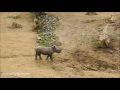 Baby Rhino Charging - FUNNIEST Compilation