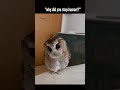 lose feather🪶🦉 #owl #owls #youtubeshorts #cute  #shortsfeed #shortsvideo