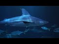 Zoo Tours: The Award Winning Wild Reef | Shedd Aquarium (60 FPS)