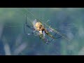 Spider infestation in Australia, Golden Orb weaver Spiders.