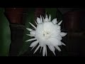 Queen of the night #Encandia Priciest flower in the world
