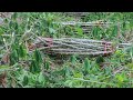 How to Grow Cassava to Fast Harvesting and Most Yield - Easy and Effective - Agriculture Technology