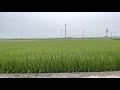 [4KHDR] Walk in Taiwan’s countryside｜chiayi county｜”liaoding”village 民雄寮頂村