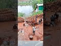 bricks crushing machine #trending #video