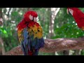 EXTREME RELAXATION for Parrots - Soothing Music to Soothe Birds 🦜💤