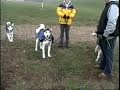 Three Huskys at the dog park