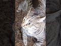 Cat siblings play & quarrel