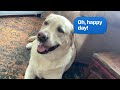 Arya and Journeys (my dogs 🐶) funny memes!