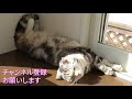 猫の写真集【スコティッシュフォールド】わかちゃん・エルくん