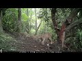 Bobcats stalking prey behind our home in Hendersonville, NC.