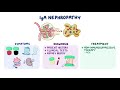 IgA nephropathy - causes, symptoms, diagnosis, treatment, pathology