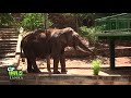 The monk who feeds the Giant tusker living in the forest surrounding the temple