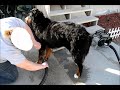 How to Groom a Bernese Mountain Dog