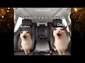 CAT MEMES: FAMILY ROADTRIP COMPILATION