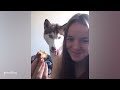 I would die laughing for this Husky Dog🤣 Funniest dog video