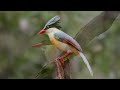Birding Vietnam