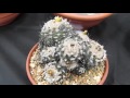 British Cactus and Succulent National Show  ENG  #succulents