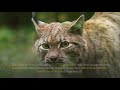 Eurasian Lynx || Description, Characteristics and Facts!