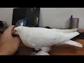 my cute pigeon #cuteanimals #funnyvideo #funnyanimals