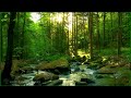 The murmur of a river with beautiful sunlight seeping through the trees ✦ Sounds of the Forest