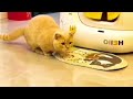 Cute and Funny Cat Compilation #7 | Dhanraj Walde
