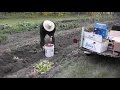 HARVESTING POTATOES SEPT 20, 2021 BALDONNEL B.C