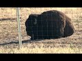 Rocky Mountain Arsenal National Wildlife Refuge, Deer and Bison