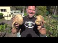 5 Tips How to Grow a Ton of Jicama in One Container or Raised Garden Bed