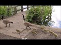 Canada geese and goslings out for a walk, Altrincham, England 18th May 2021