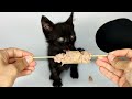 1 HOUR Cat ASMR Eating Sausage Compilation