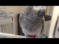 African Grey parrot having a nice quiet morning
