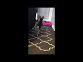 A chihuahua doing a cat stretch