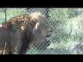 Kevin Richardson, a very special Lioness, & her Cubs