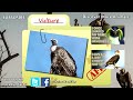 Vulture facts: nature's clean up crew | Animal Fact Files