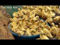 Baby ducks take their first bath in water - raising ducks for beginners.