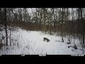 Bobcat December snow