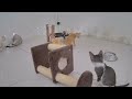 Funniest Cats and Dogs 🐱🤣 Best Funniest Catss Video 2024 🐱