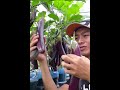 Here's How You Can Grow Eggplant high yielding