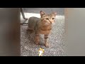 Funniest Cats And Dogs Videos🤣- Best Funny Animal Videos 2024😻