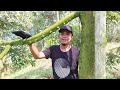 KETIKA SEMUA TANAM DURI HITAM&REALITA DURIAN LOKAL LAMPUNG TENGAH|| LOHJINAWIFARM@DLTdurian