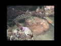 Hiding, Camouflage & Mimicry - Reef Life of the Andaman - Part 16