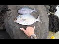 My PERSONAL RECORD Nenue // Mothers Day Spearfishing Trip