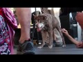 Highlights of the 2015 World's Ugliest Dog Contest in Petaluma, California