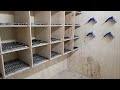My pigeon loft (Mi palomar de palomas mensajeras) #pigeonracing #pigeon #pigeonloft