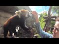 One Hour Of Red Pandas Eating Crunchy Snacks