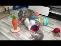 When the cat was startled by the fish 😹 Funniest Animals 🤣