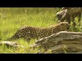 Africa's Most Secretive Big Cats | Leopards Of Dead Tree Island | Real Wild