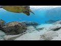 View Hawaii Underwater in 360°
